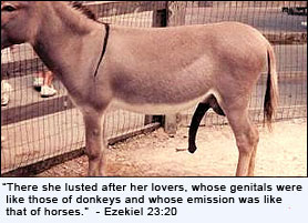 0111donkeyquestion2 (2).jpg