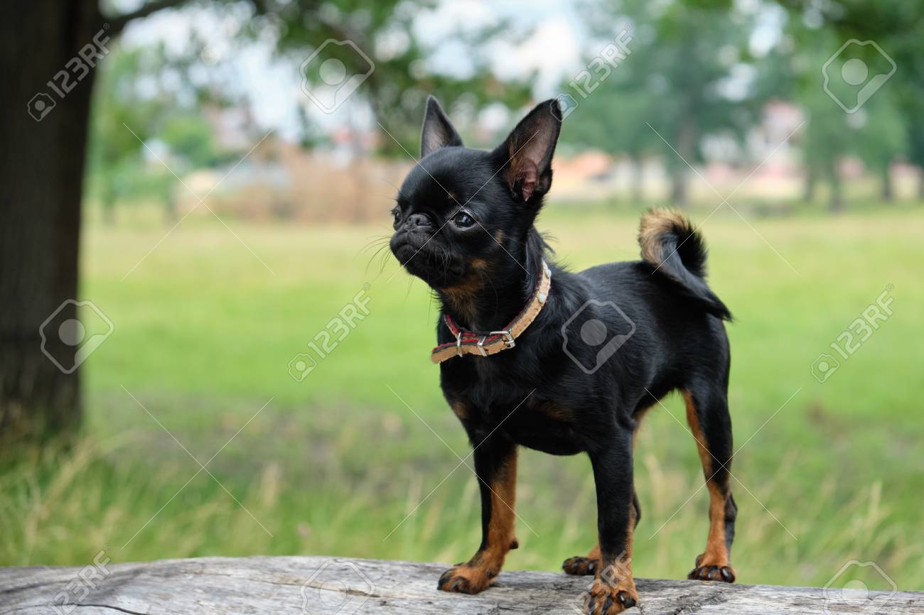 114343268-petit-brabancon-on-green-grass-nature-walk-little-black-dog.jpg