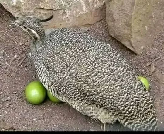 1737305028477.webp