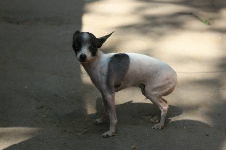 25490048-scared-dog.jpg