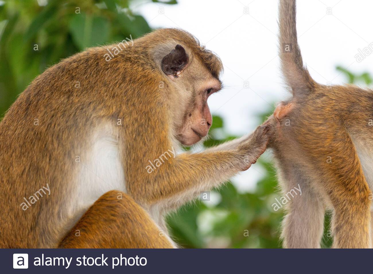 2BAEH2N.jpg