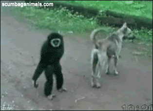 3ff5182deaca8c5cc0bcb246a23f4ee7.gif