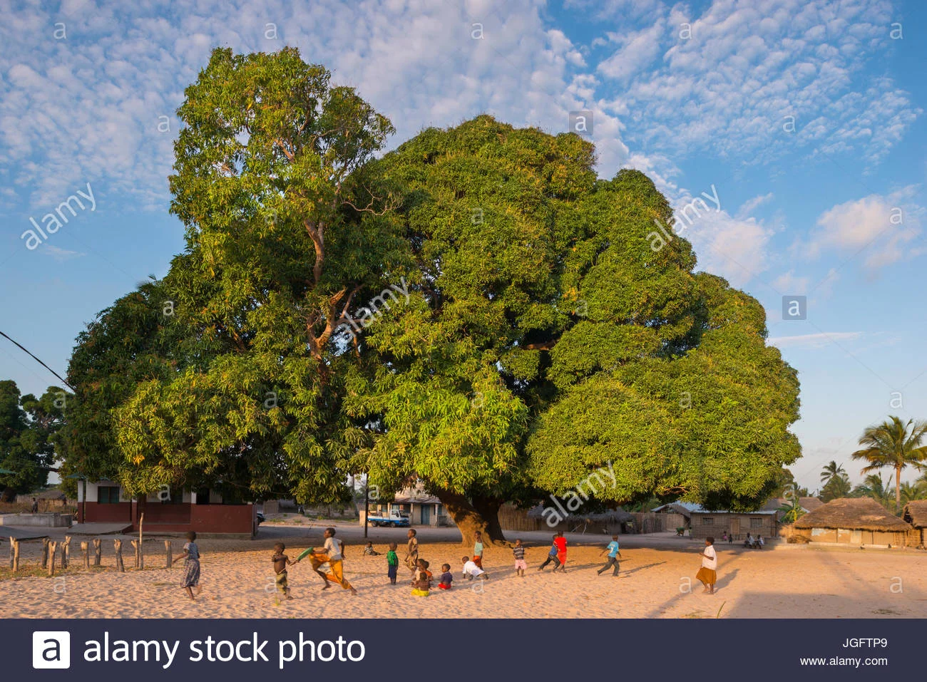 a-mango-tree-in-naunde-mozambique-is-a-traditional-setting-for-storytelling-JGFTP9.webp