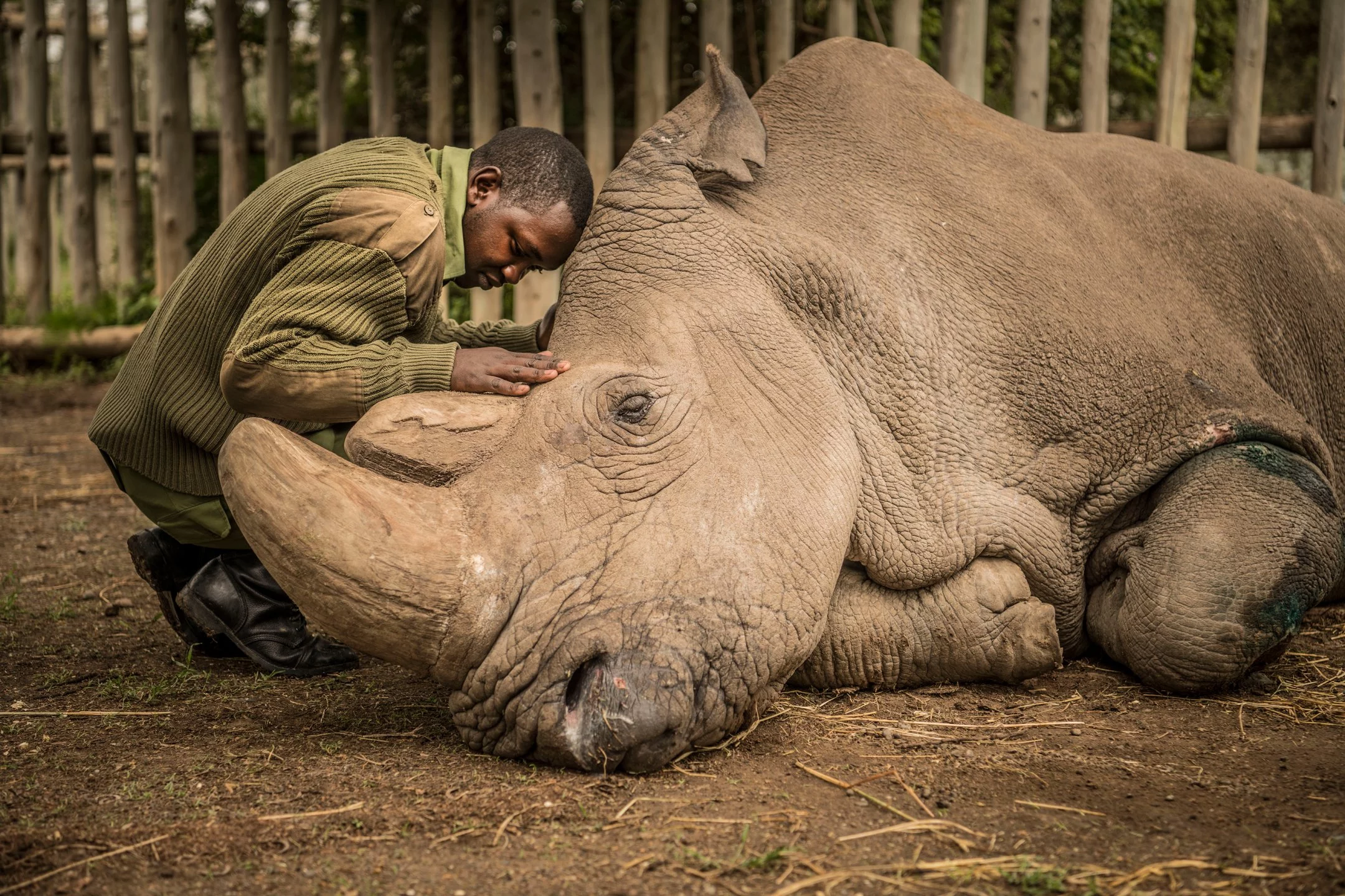 ami-vitale-rhino-top-100-photos-2018.webp