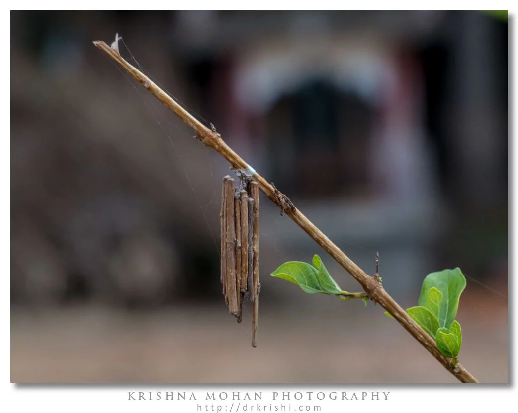 bagworm-moth-03.jpg