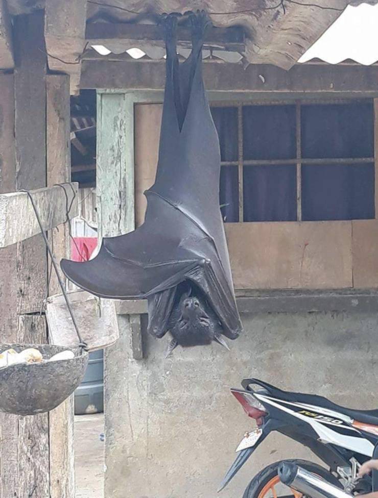 bat.jpg