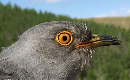 bird.jpg