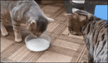 cat-milk.gif