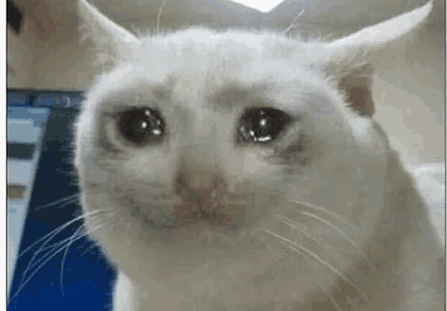 cat1.gif