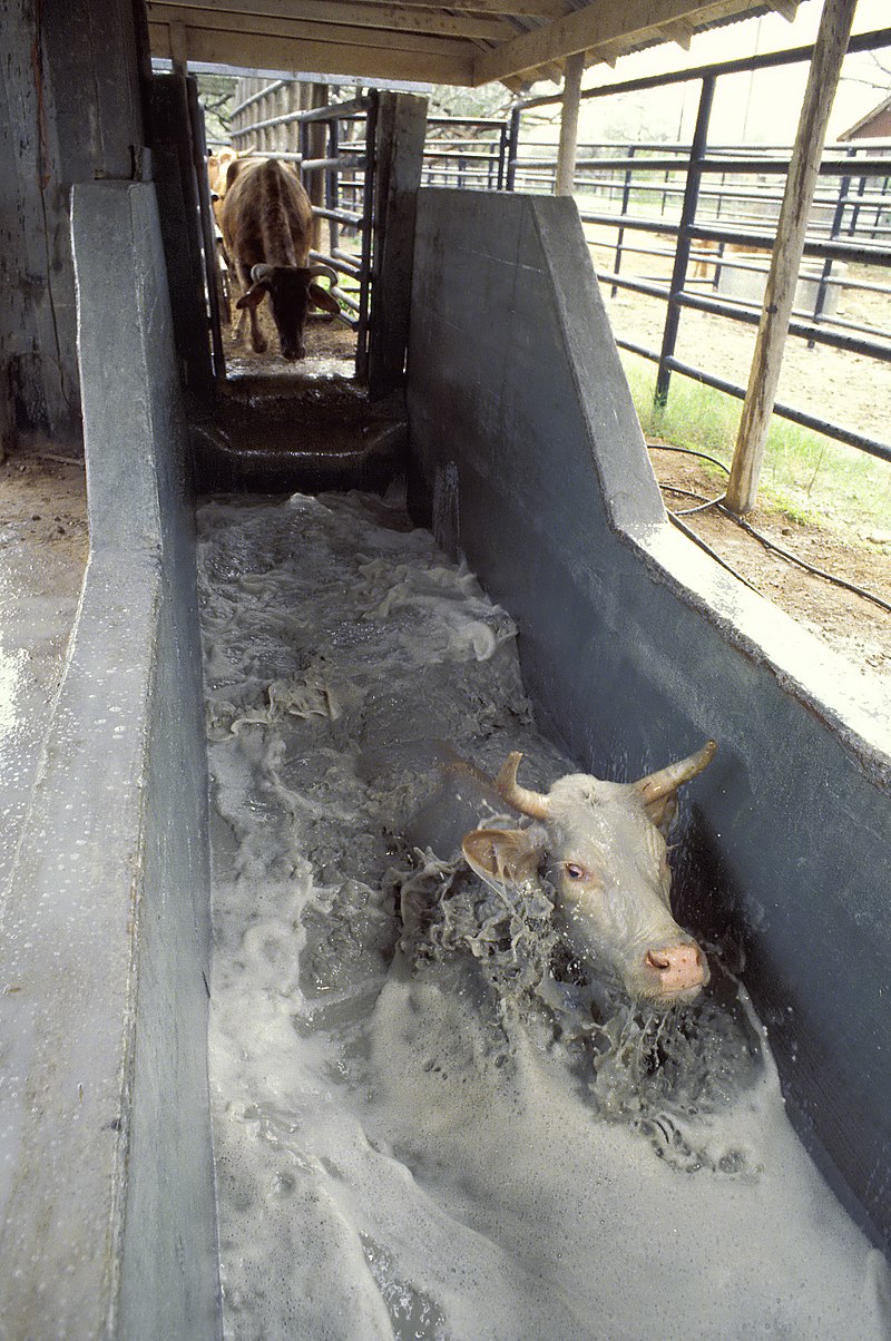 Cattle_tick_treatment 2.jpg