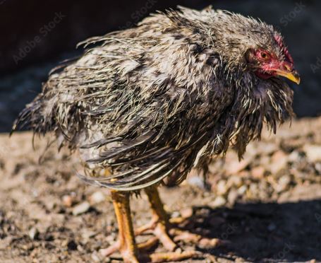 CHICKEN.JPG