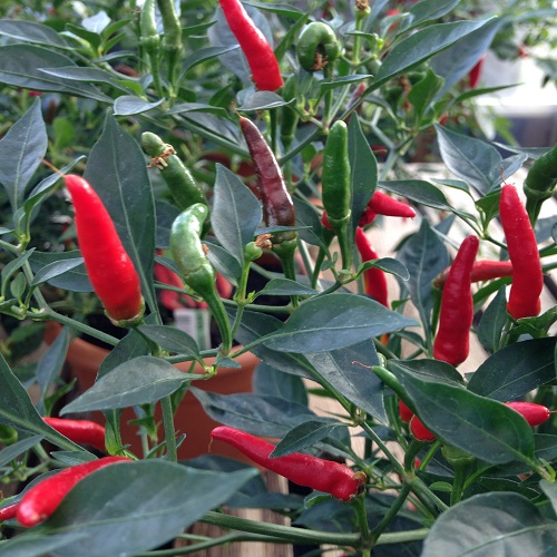 Chilli Demon Red.jpg