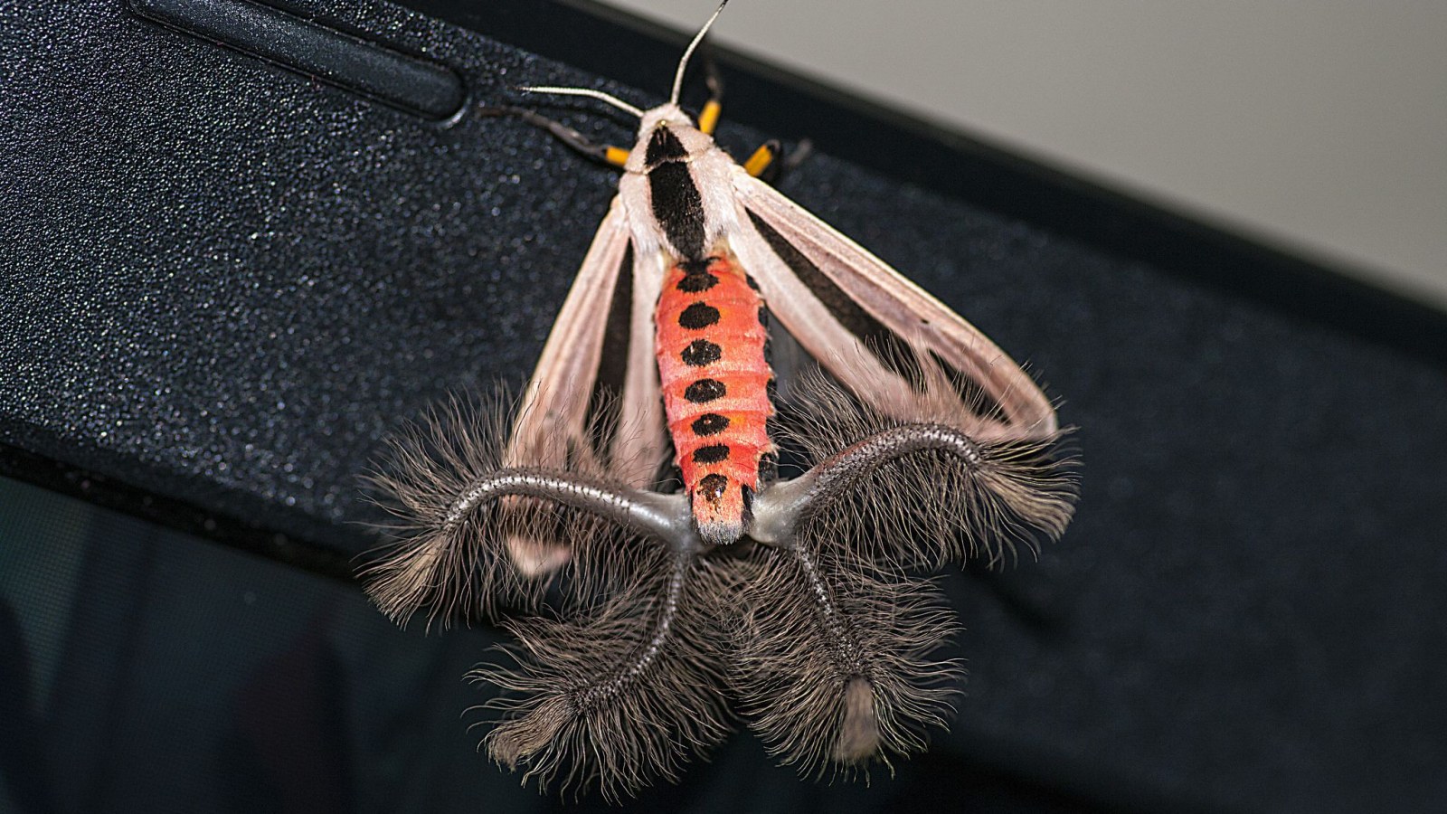 creatonotos-gangis-moth-coremata.jpg