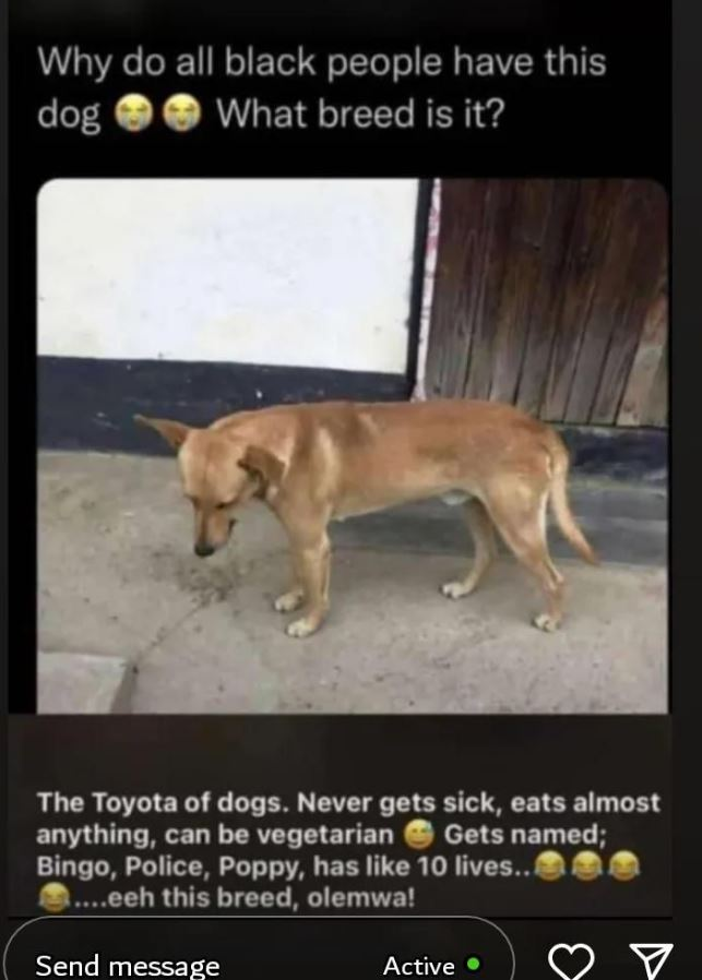 dog.png
