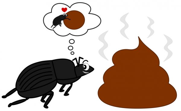 dung beetle.jpg