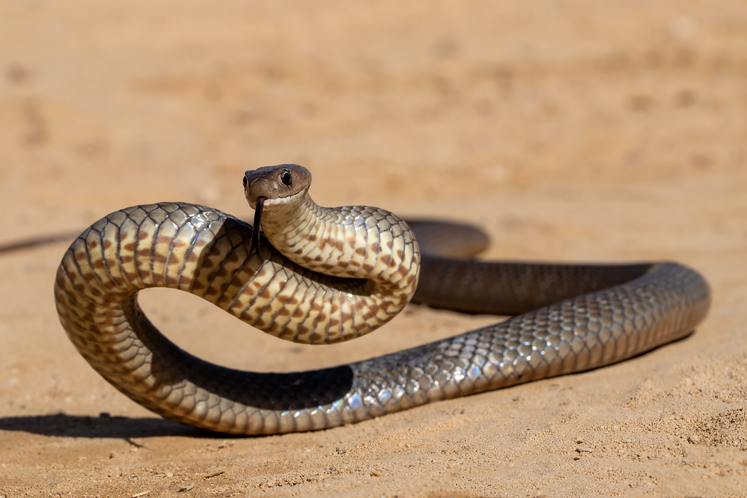 eastern-brown-snake.jpg