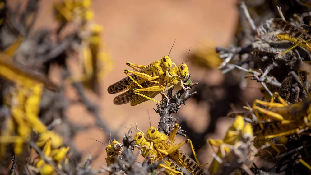 fao-locust-attack-horn-of-africa.webp