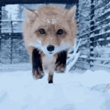 fox-bite.gif