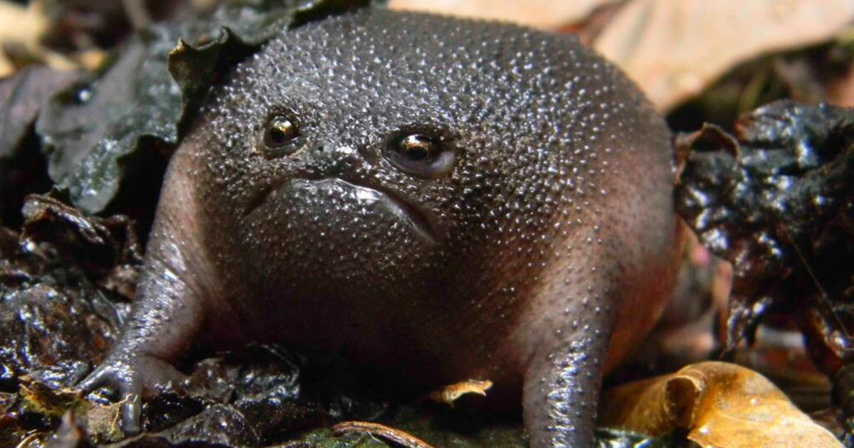 frog-photography-fb2.jpg