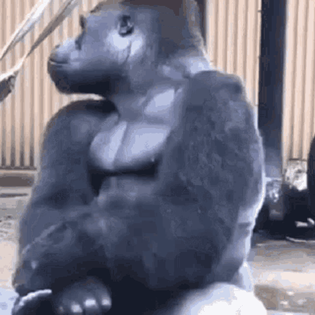 gorilla-chillin.gif