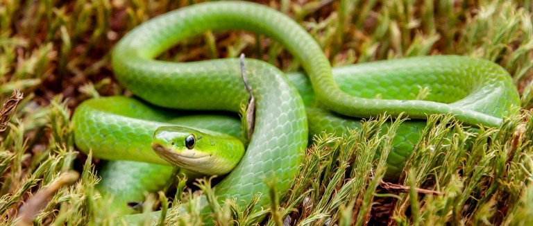 green-snake-grass.jpg