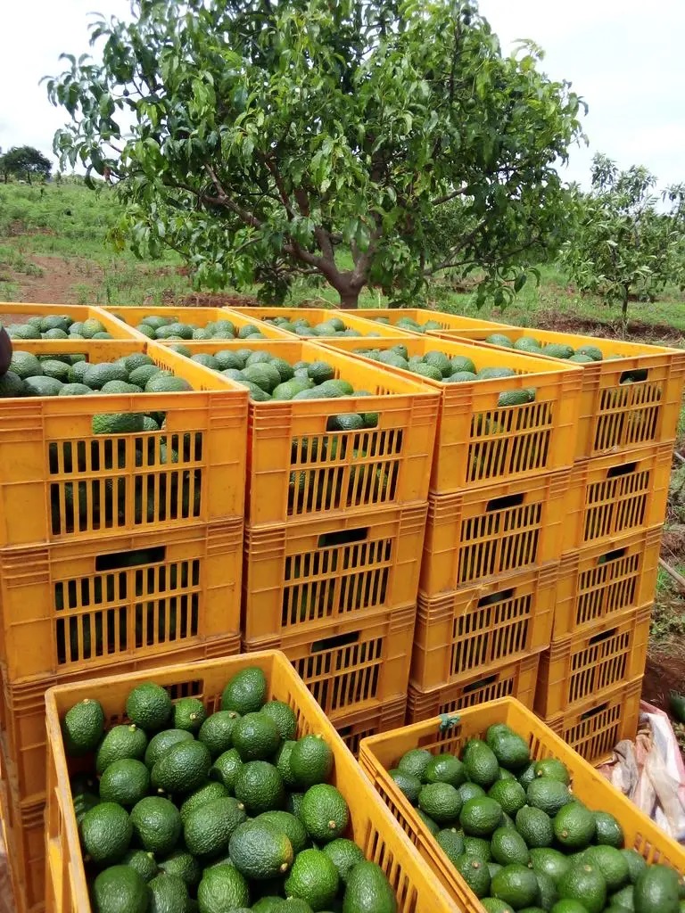 harvesting-hass-avocado-in-kenya.jpg