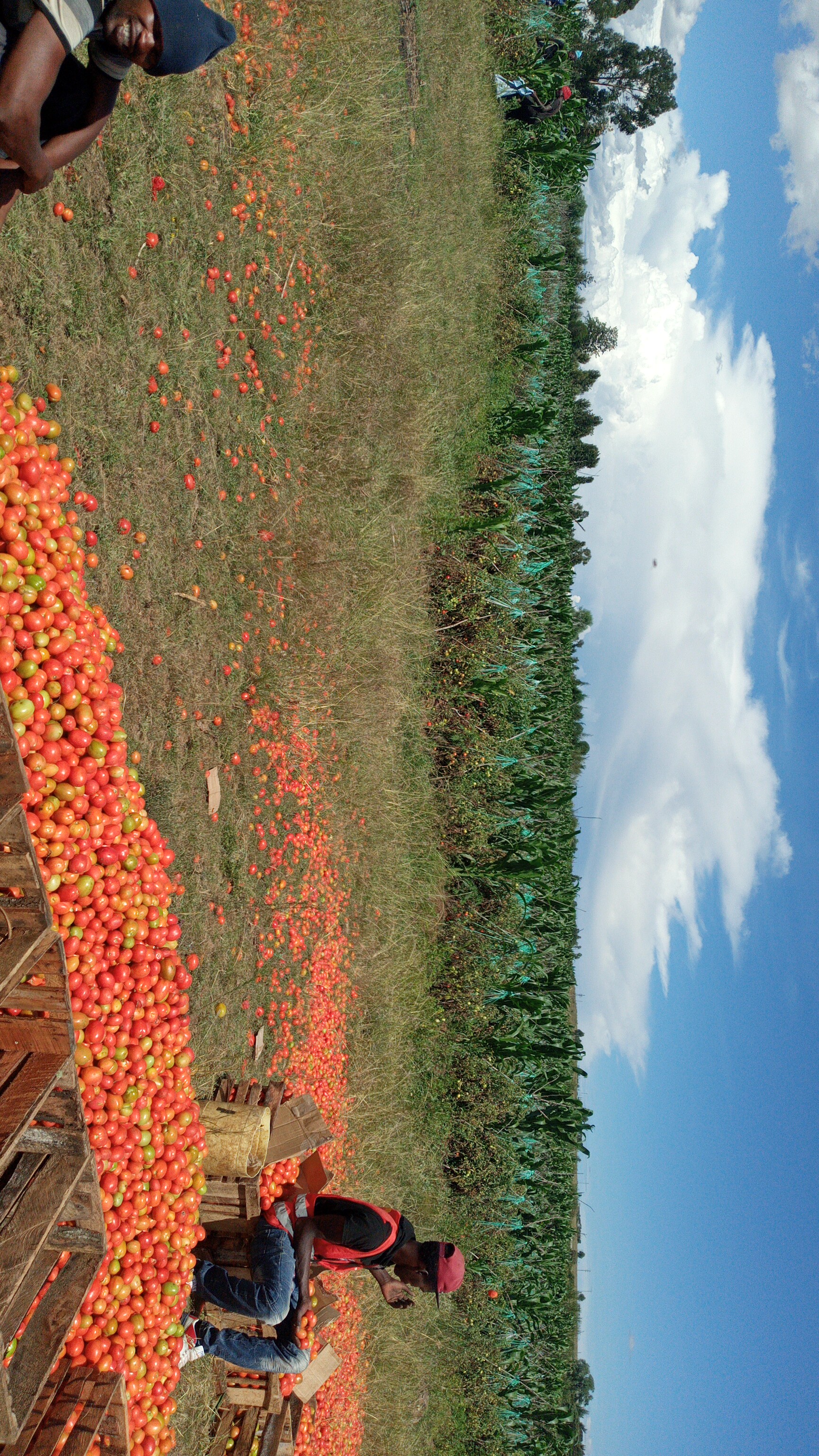 IMG-20200416-WA0032.jpeg