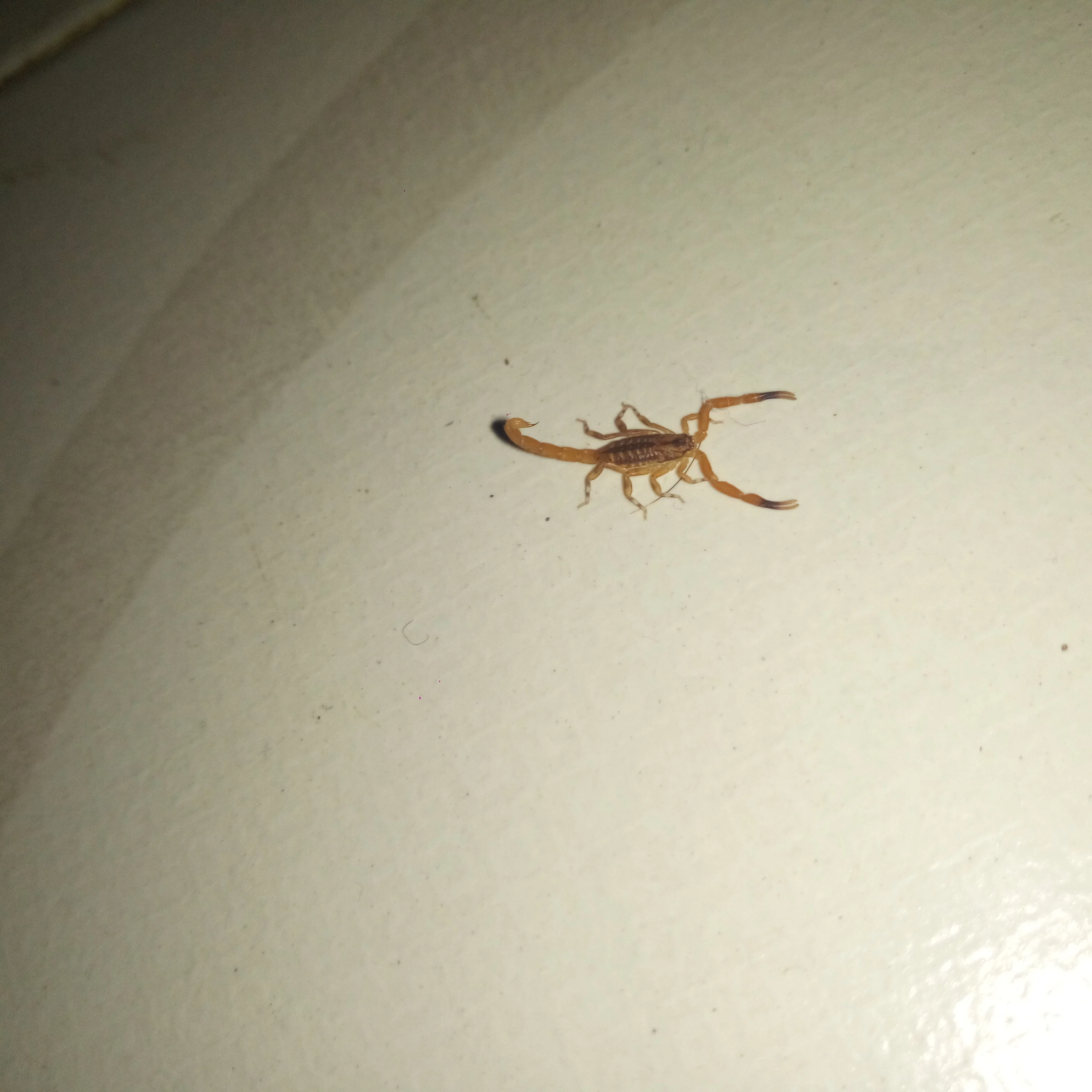 IMG_20191202_224342_3.webp