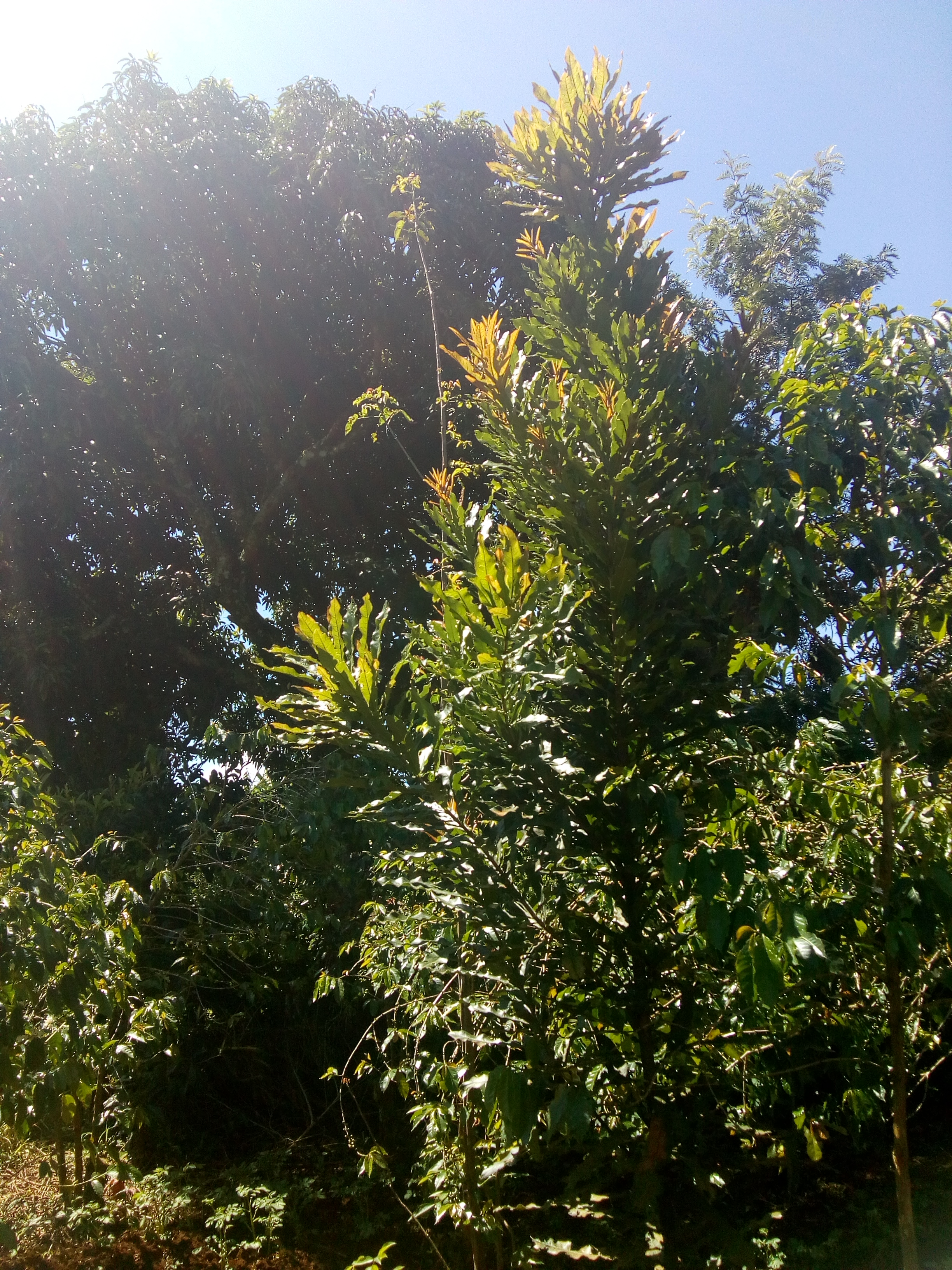 IMG_20200504_104029767.jpg