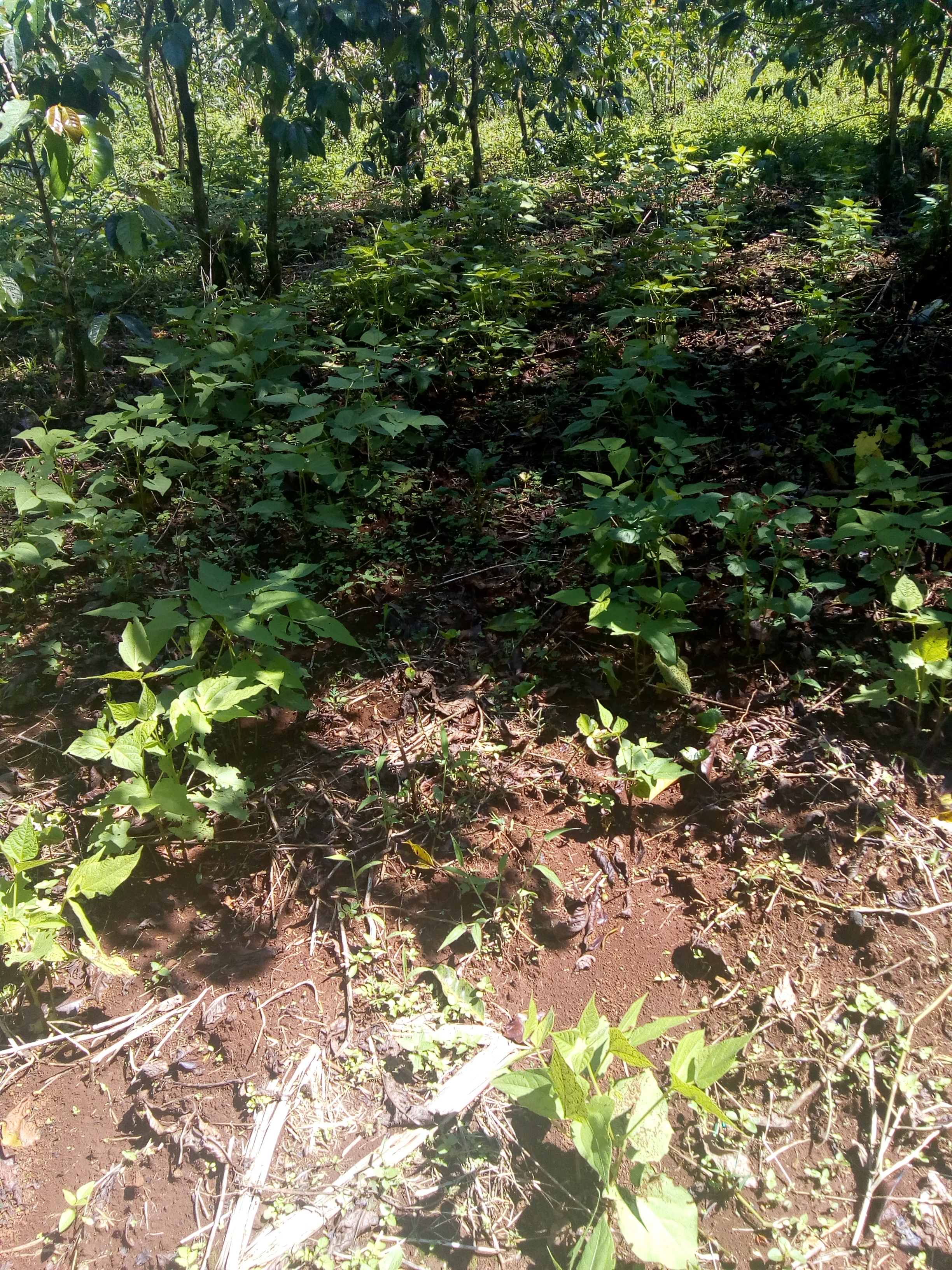 IMG_20200504_104113647.jpg