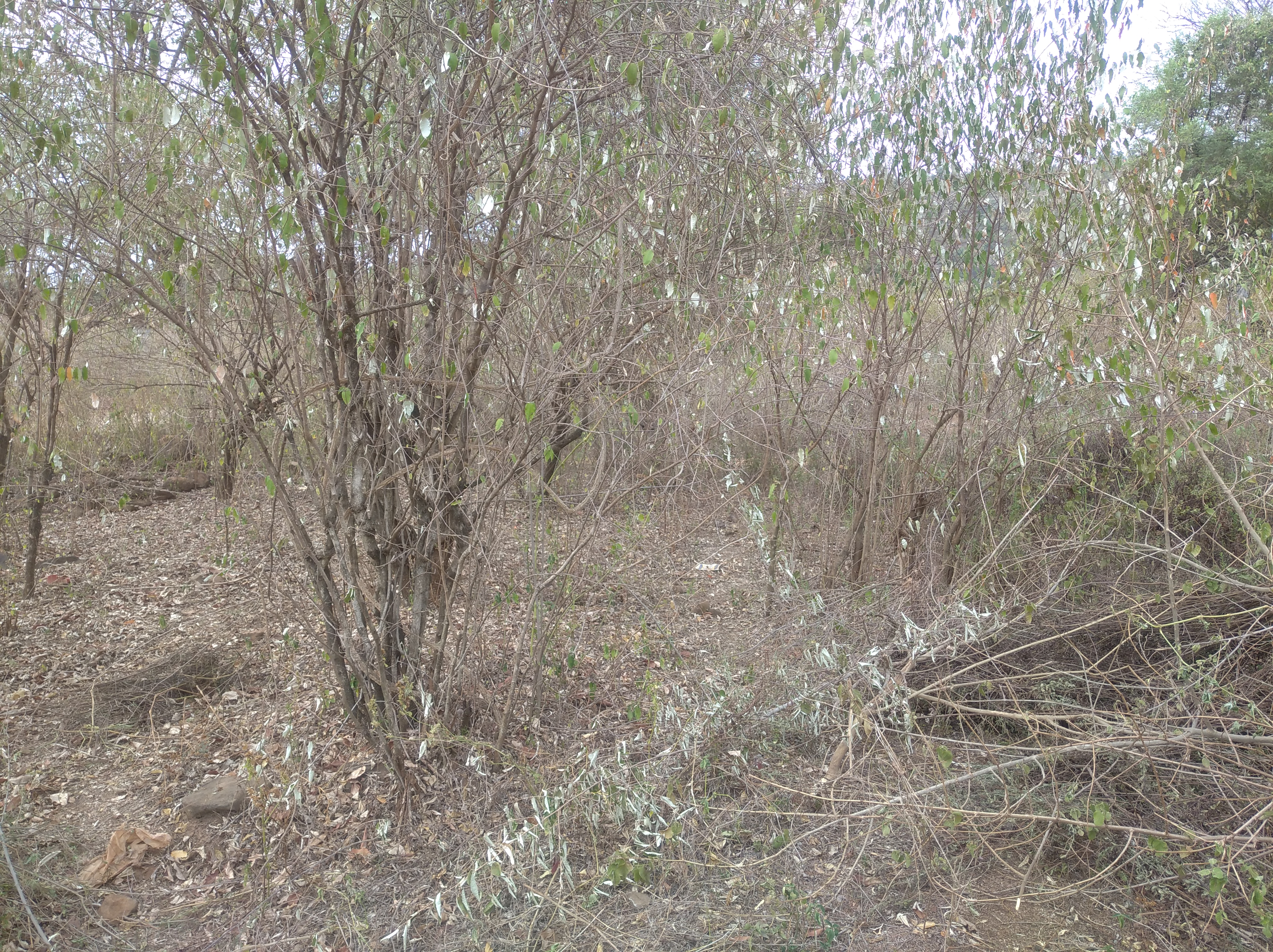 IMG_20210221_163400.jpg
