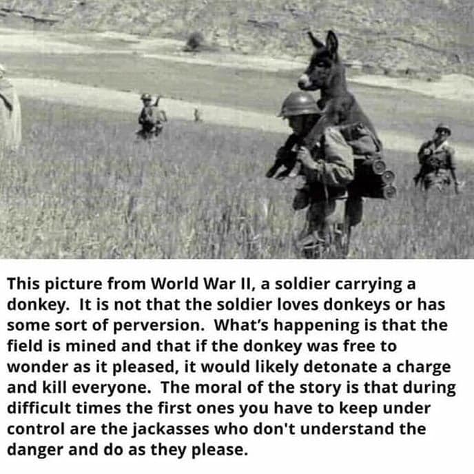 Jackass.jpg
