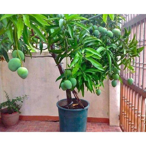 mango-plant-500x500.webp