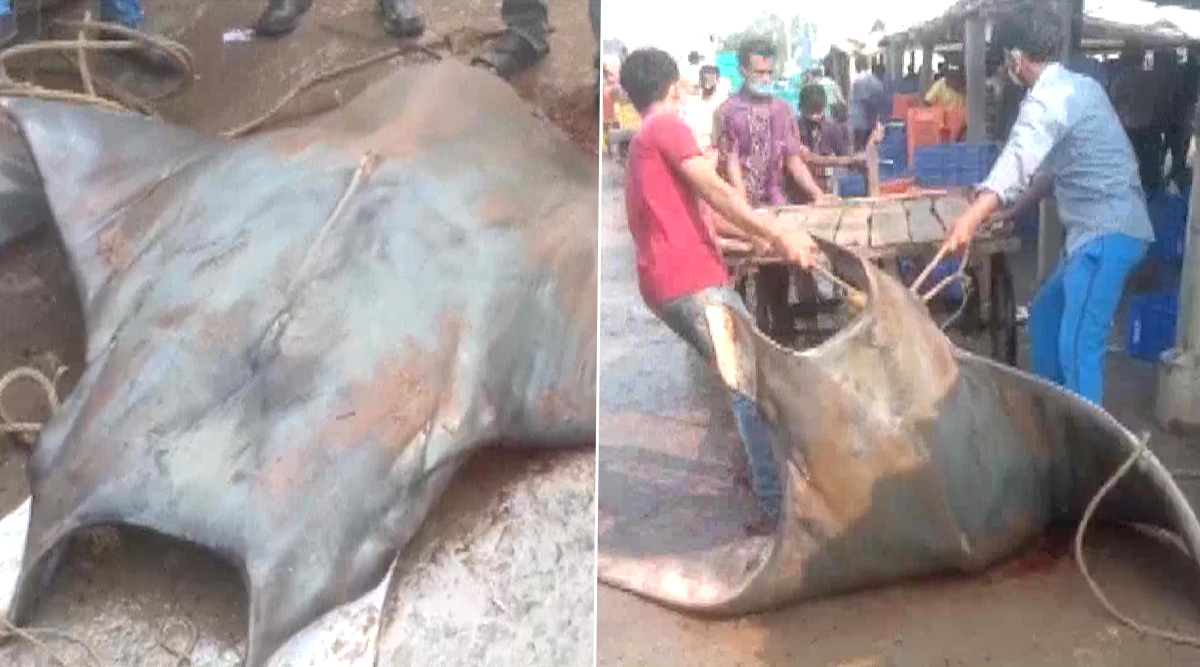 Manta-Ray-fish.jpg