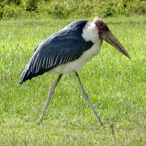 Marabou Stork.jpg