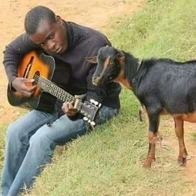 mbuzi guitar.jpg