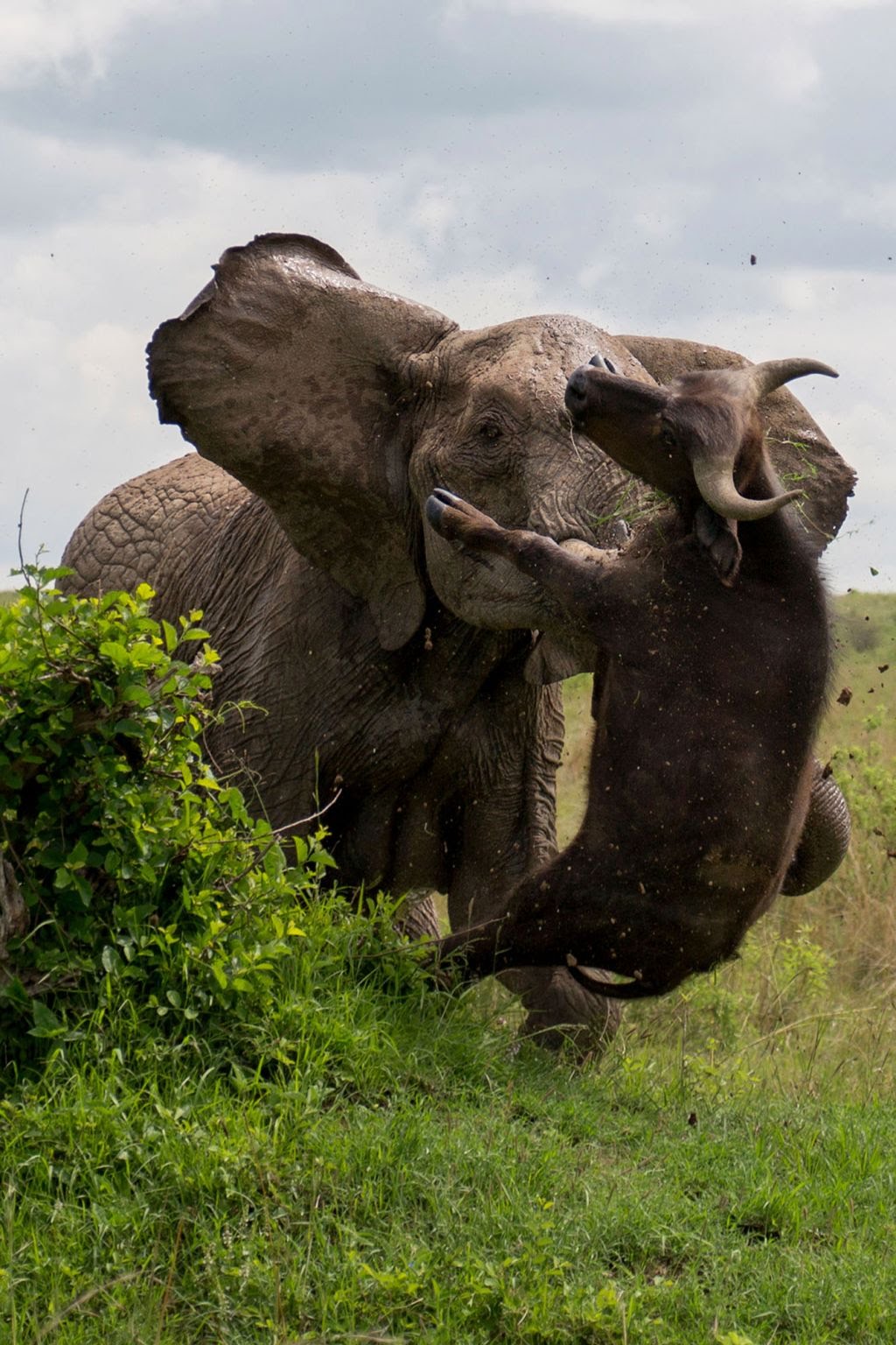 njogu v mbogo.jpeg