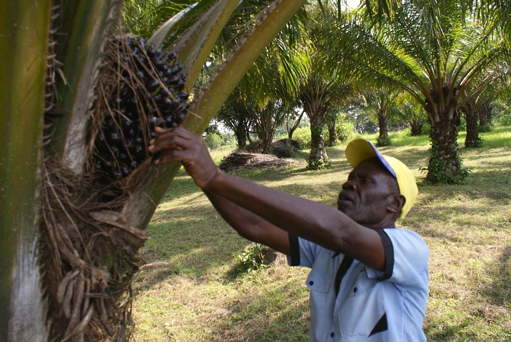 PALM-OIL-7-1.jpg