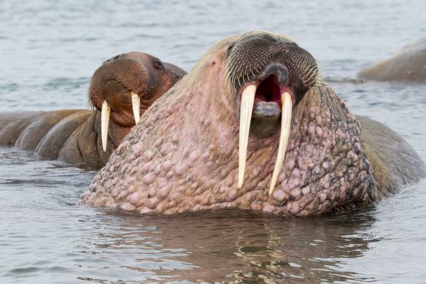 PAY-The-walrus-which-looks-like-a-brain.jpg
