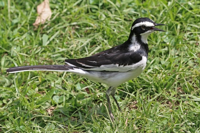 pied-wagtail.jpg