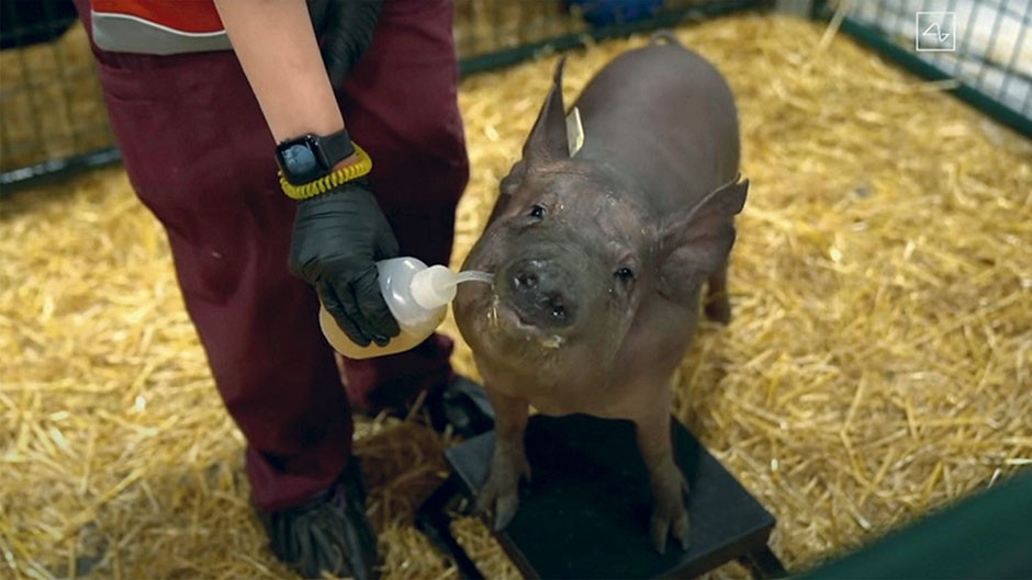 pig_cmyk-crop-ac9d54f.jpg