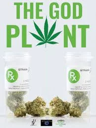 plant.webp