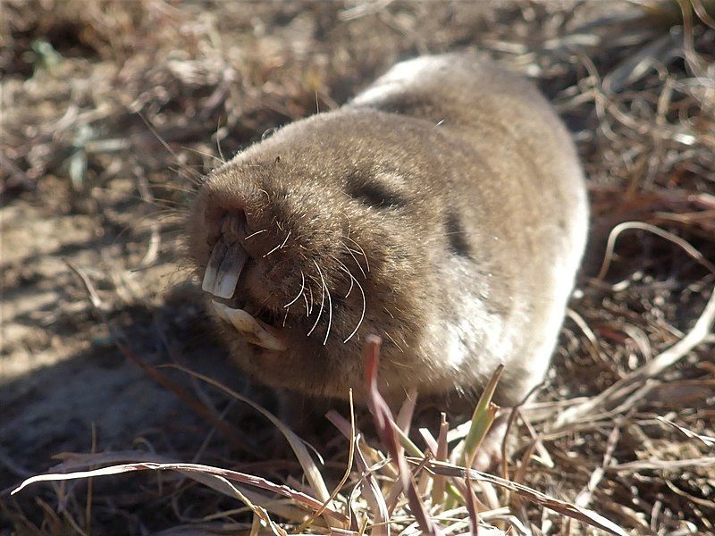 Read_these_amazing_common_mole_rat_facts_b311da1e69.jpg