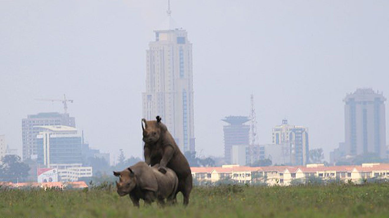 Rhinos-1320x742.jpg