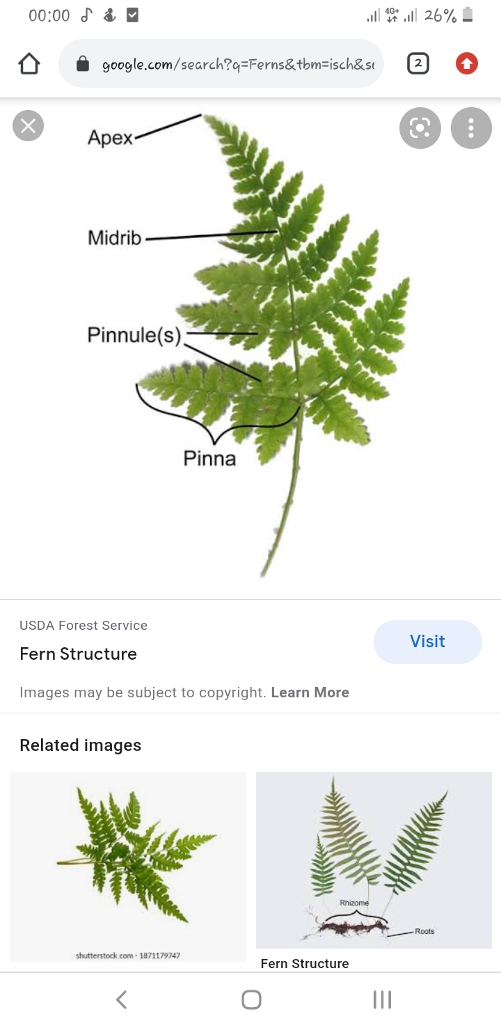 Screenshot_20210726-000057_Chrome.jpg