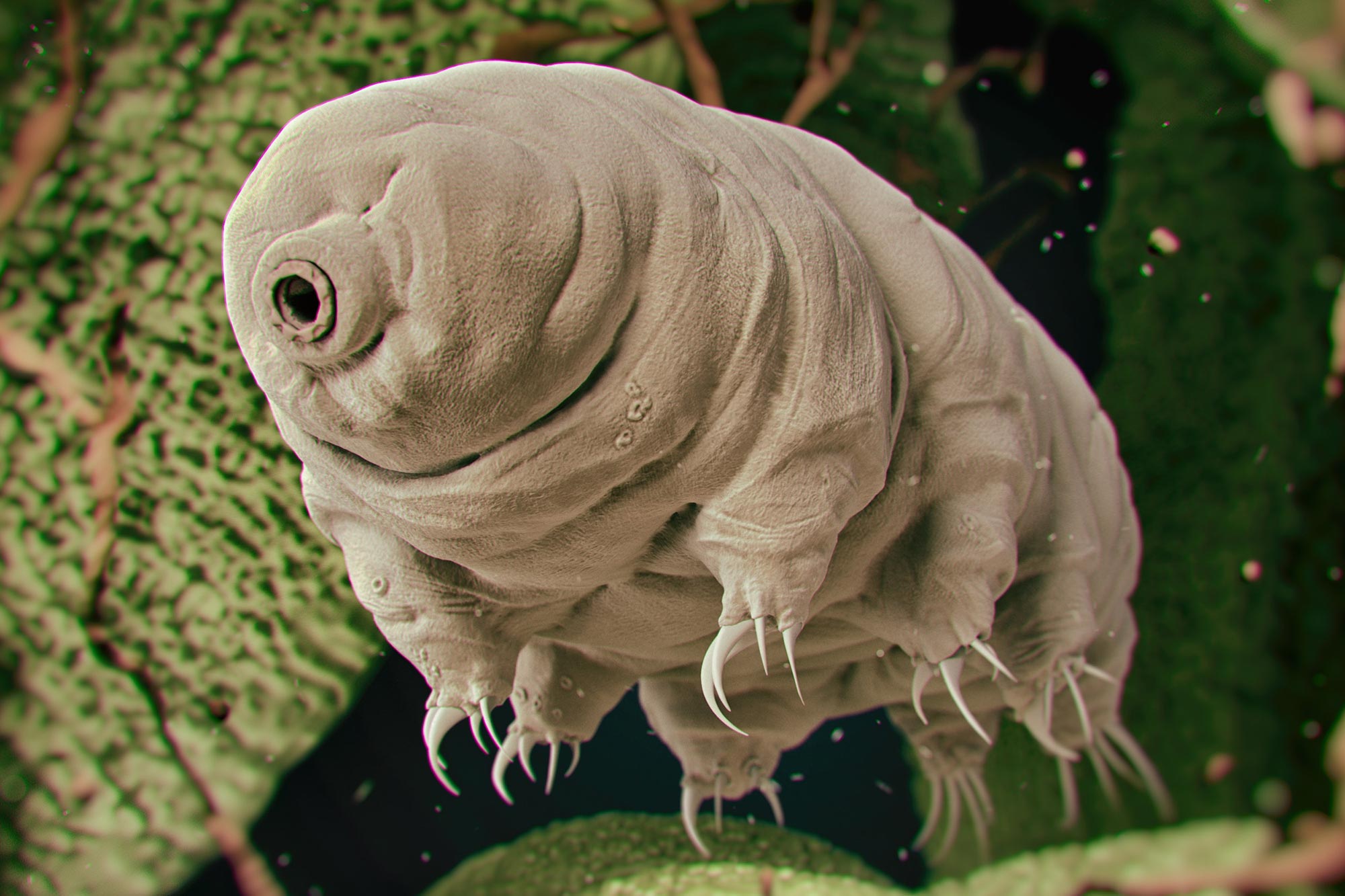 Tardigrade-Water-Bear.jpg