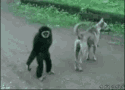 tenor (5).gif