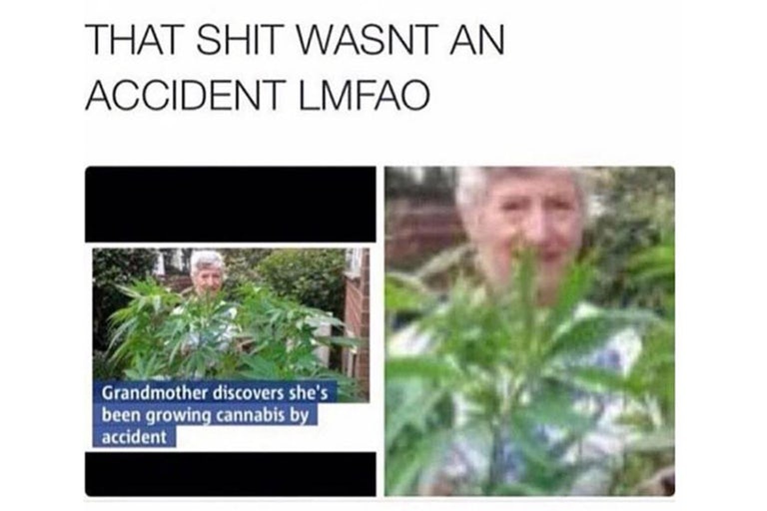 The-100-Best-Weed-Memes-For-True-Herb-Enthusiasts73.jpg