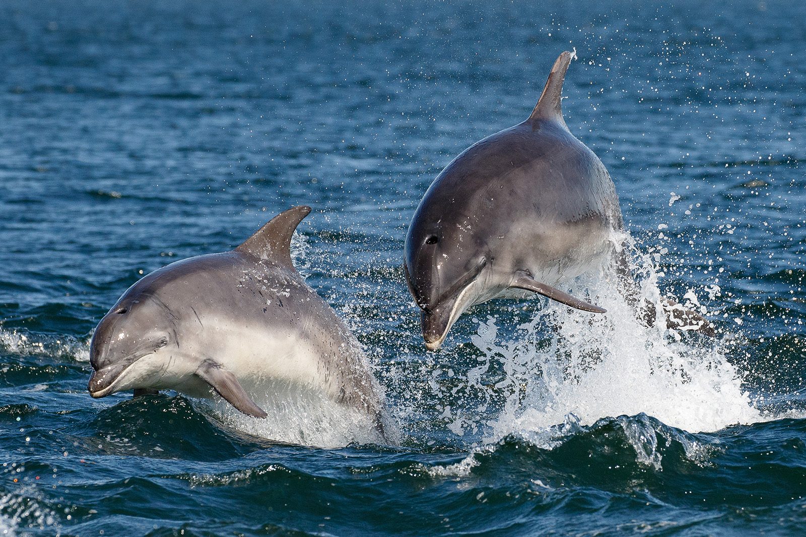 Two-bottlenose-dolphins-GettyImages-1185734785-0ef37e9.jpg
