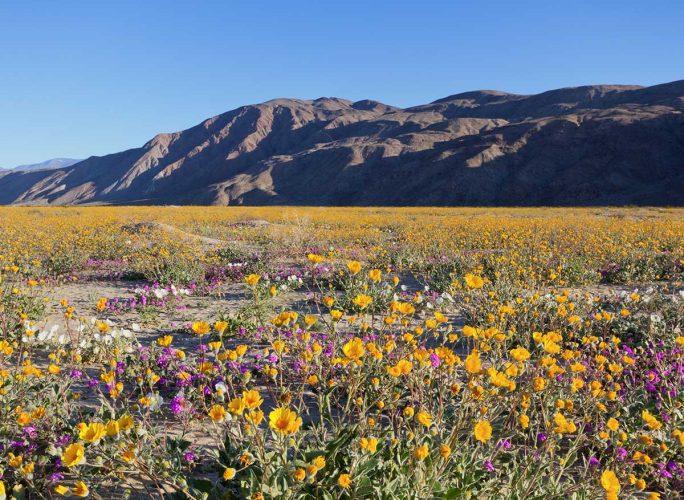 anza-borrego-desert-wildflowers-california.jpg